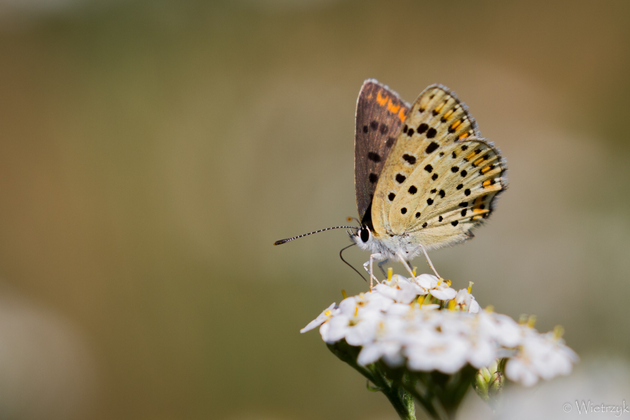 fot. Paulina Wietrzyk