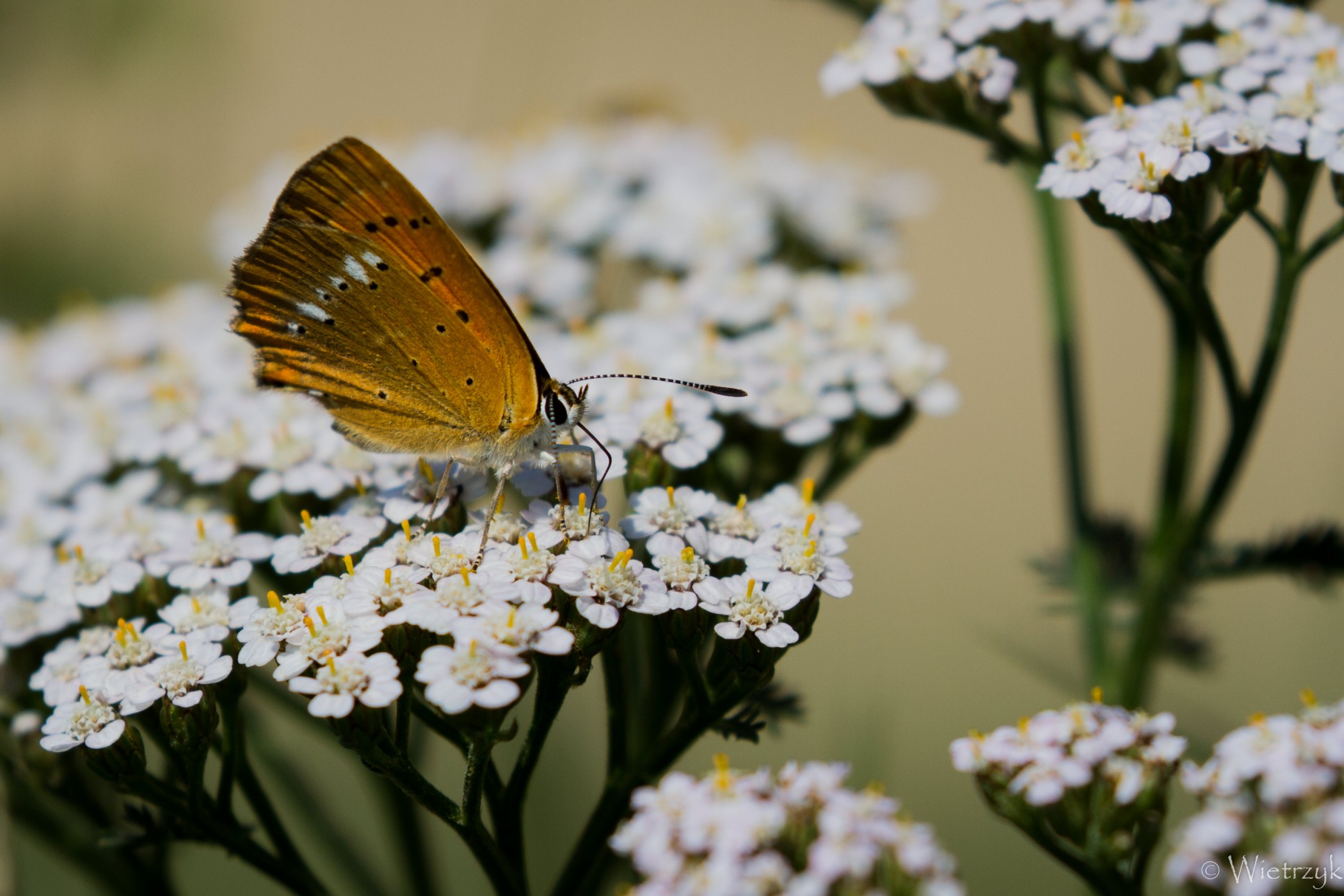 fot. Paulina Wietrzyk