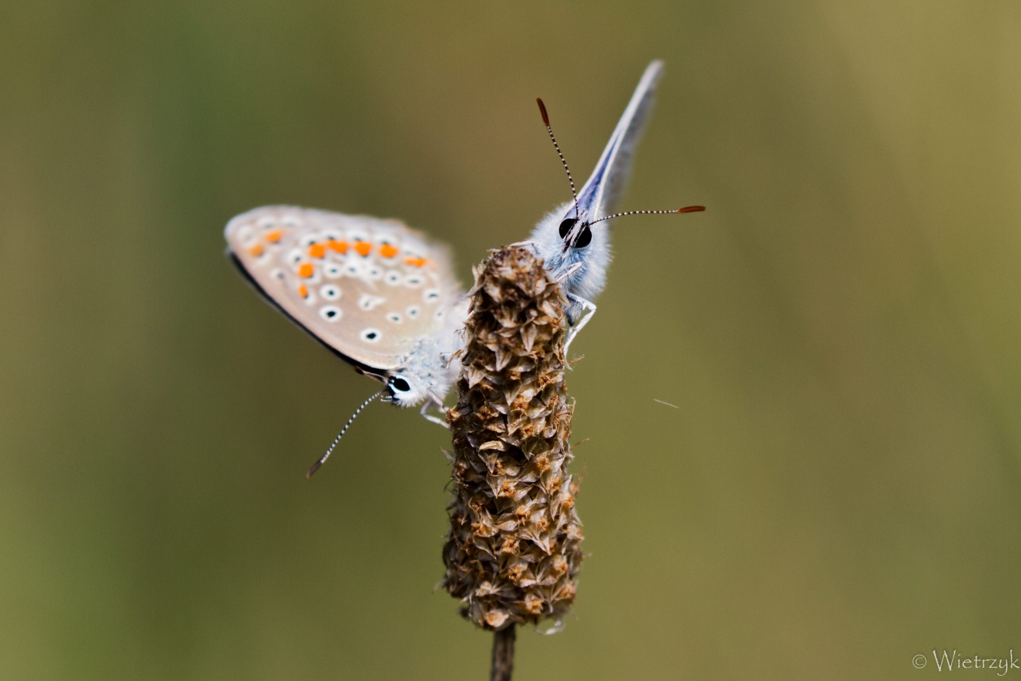 fot. Paulina Wietrzyk